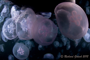 Jellyfish soup-night dive-Weda Bay,Halmahera Island by Richard Goluch 
